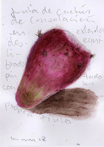 ARTEPostal Karte 0320-3, „Stachelfrucht“, Naturpigment