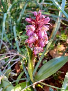 Das lila Knabenkraut, eine wilde Orchideenart, die rund um den neuen Malplatz wächst.