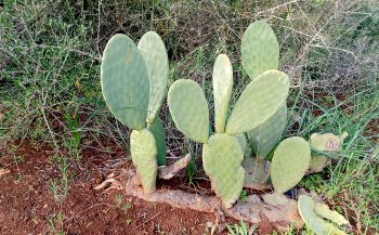 Der „Jumbo“, ein Kaktus, eine der Malplatz-Pflanzen.